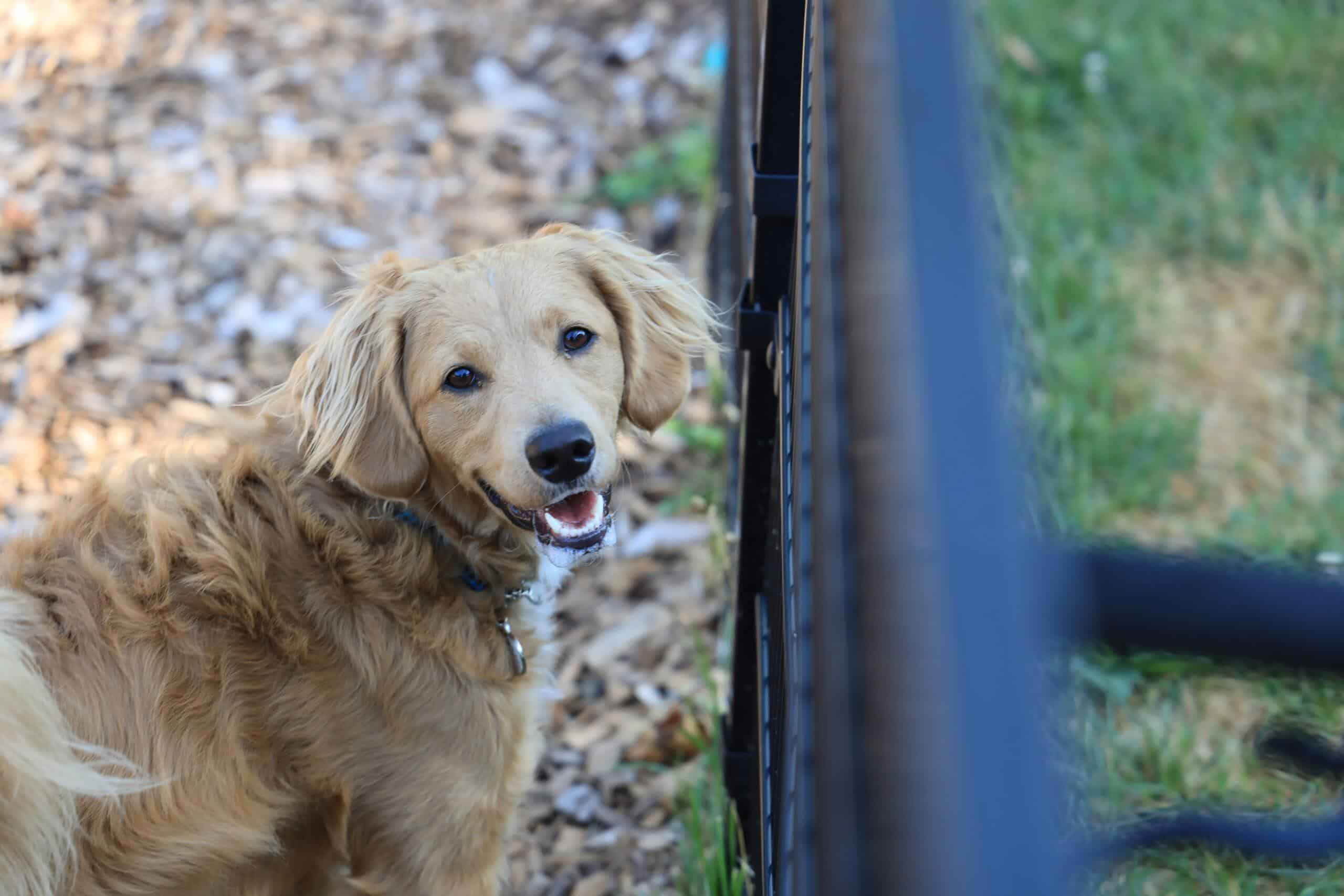 Is Rubber Mulch Safe for Dogs? Exploring the Pros and Cons